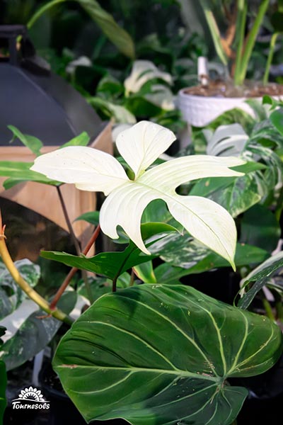Philodendron White Ghost